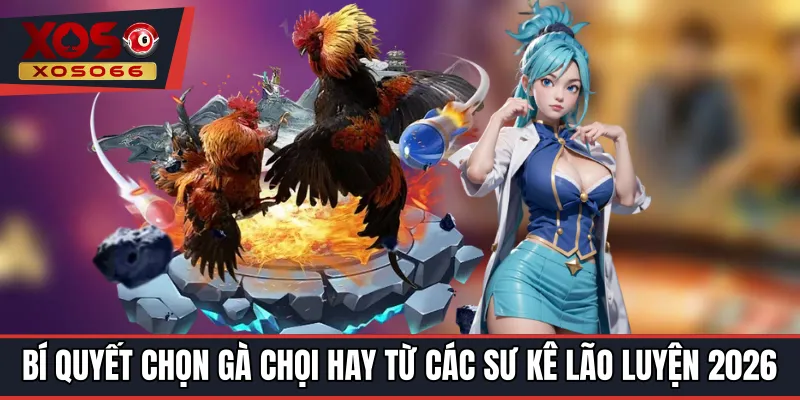 Bí Quyết Chọn Gà Chọi Hay